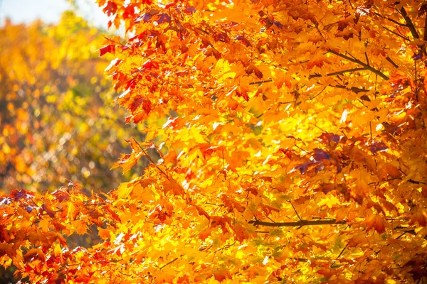Herfst esdoorn bladeren achtergrond — Stockfoto
