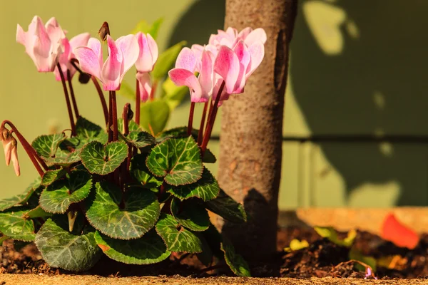 Pink flowers in the garden. Spring or summer — Stock Photo, Image