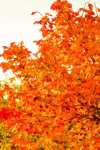 Bright autumn leaves — Stock Photo, Image