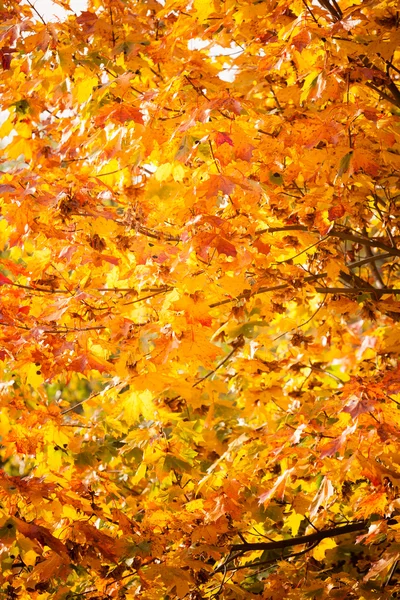 Hojas brillantes de otoño — Foto de Stock