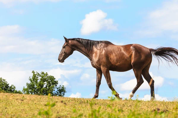 Majestuoso caballo marrón agraciado —  Fotos de Stock