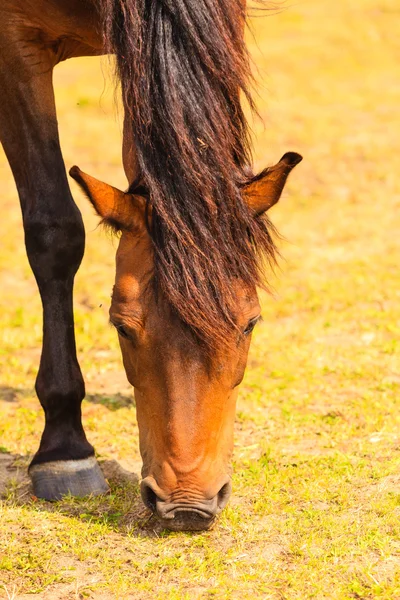 Majestatyczny wdzięku brązowy koń na łące. — Zdjęcie stockowe
