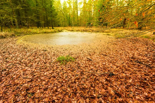 Paisagem pântano floresta — Fotografia de Stock