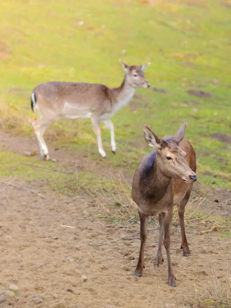 Kudde herten in het wild — Stockfoto