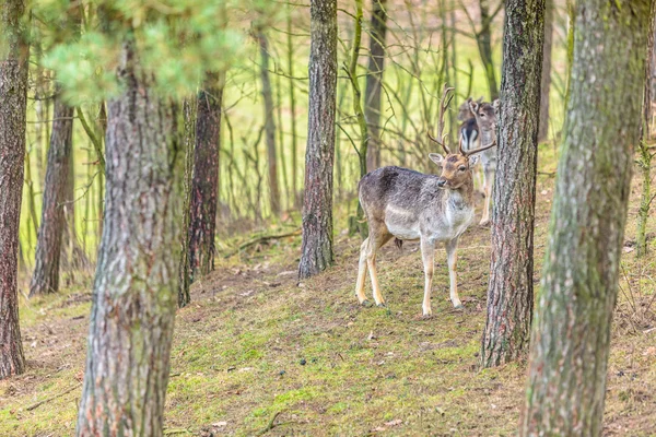 Stado jeleni w środowisku naturalnym — Zdjęcie stockowe