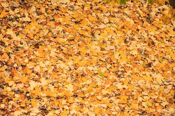 Hintergrund oder Textur gefallener Herbstblätter — Stockfoto