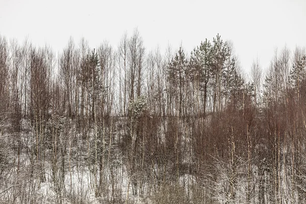 树木在被雪覆盖的领域。冬天的景色 — 图库照片
