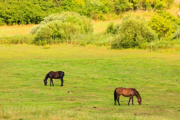 Majestueux chevaux bruns gracieux dans la prairie . — Photo