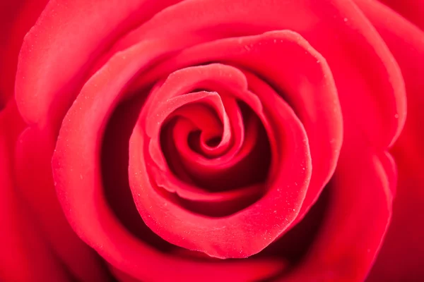 Closeup red rose flower as love nature background — Stock Photo, Image