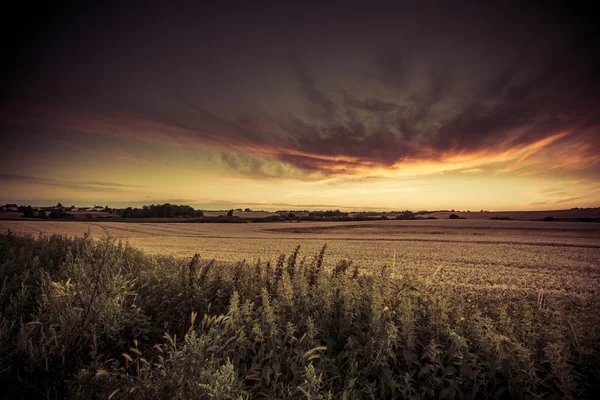 Beau coucher de soleil sur le champ d'été — Photo