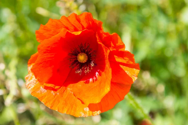 Flor de amapola roja salvaje en prado verde —  Fotos de Stock