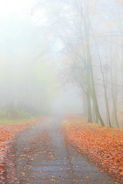 Traject door het mistige herfst park — Stockfoto