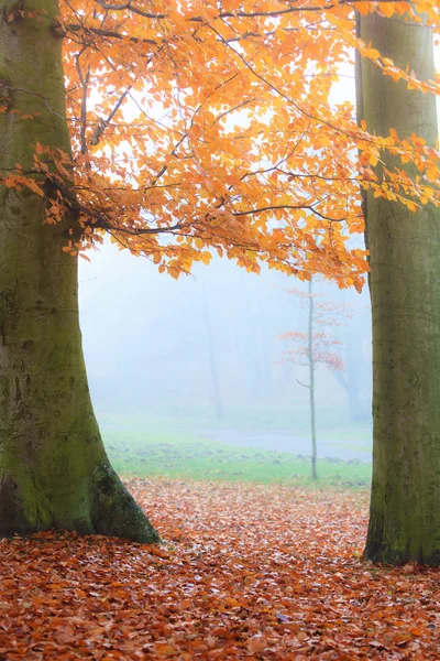 Bellissimo parco dai colori autunnali luminosi — Foto Stock