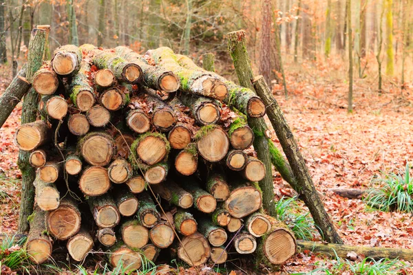 Big pile of wood in autumn forest — Stock Photo, Image