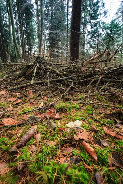 Foglie in autunno su terreno forestale — Foto Stock