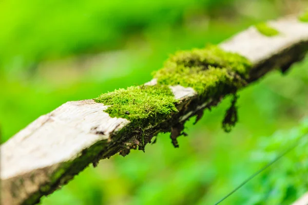 Árbol de primer plano cubierto de musgo verde. Exterior . — Foto de Stock