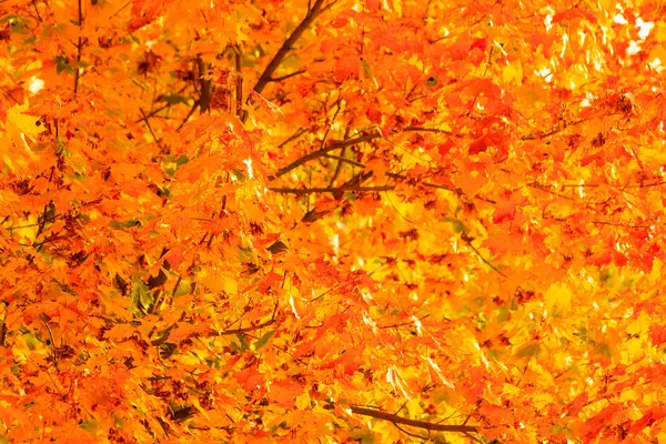 Autunno foglie caduta alberi natura sfondo — Foto Stock