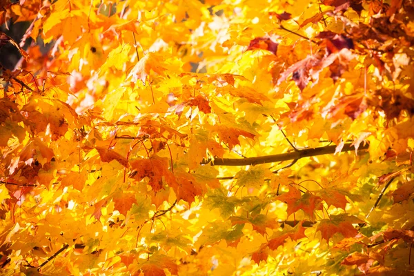 Autumn maple leaves background — Stock Photo, Image