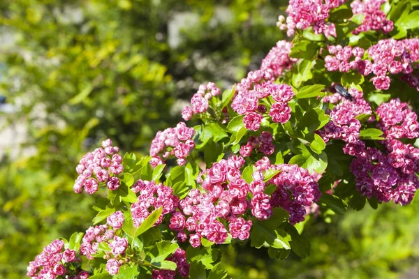 Bloosoming pink flowers of hawthorn tree — Stock Photo, Image