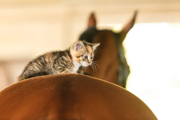 Kätzchen Kätzchen Katze Tier auf Pferd — Stockfoto