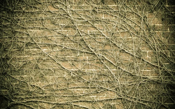 Fondo de la pared de ladrillo y plantas de hiedra seca — Foto de Stock