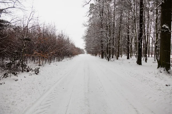 Camino del callejón de nieve en el bosque de invierno . — Foto de Stock