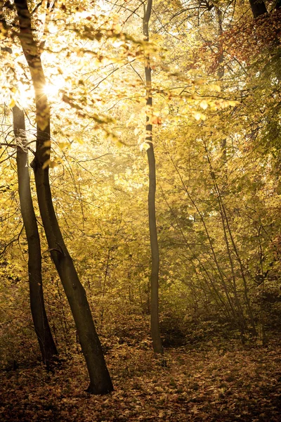 Zonnestralen trog bomen in park — Stockfoto