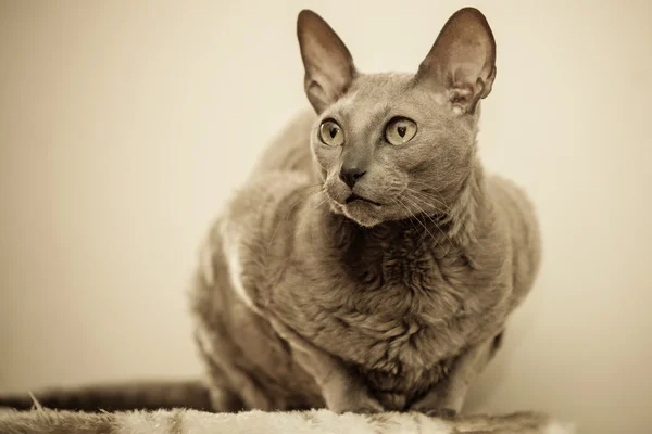 Тварини вдома. Єгипетський портрет бузкового кота — стокове фото