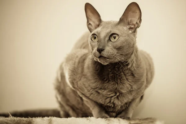 Animals at home. Egyptian mau cat portrait — Stock Photo, Image