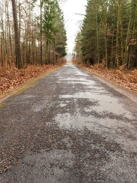 Strada di campagna nella foresta il giorno nebbioso — Foto Stock