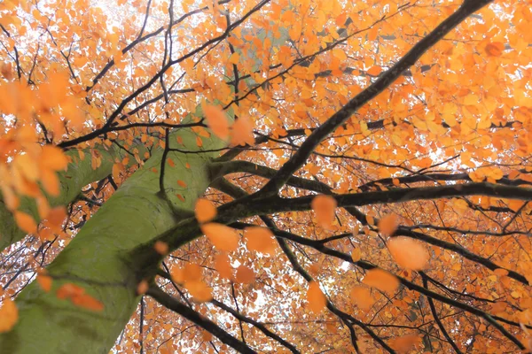 Färgglad höst träd i skogen — Stockfoto