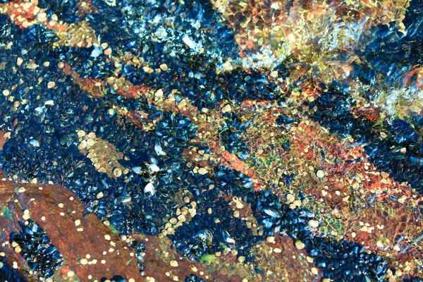 抽象的な背景。水の貝 — ストック写真