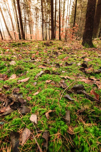 Feuilles en automne sur le sol forestier — Photo