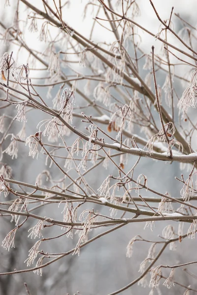 Closeup of tree branches covered with snow. — Stock Photo, Image