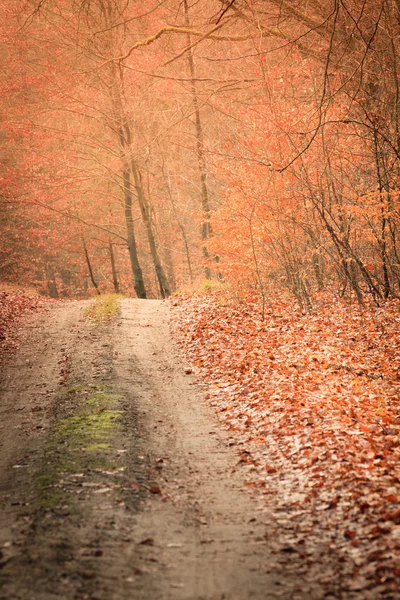 Landstraße im Wald an sonnigem Tag — Stockfoto