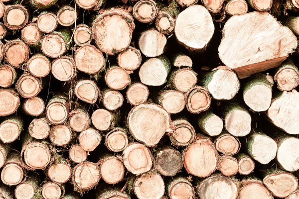 Pile de grumes de bois prête pour l'hiver — Photo