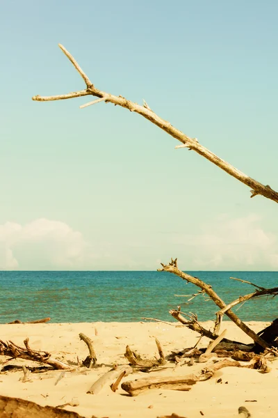 Albero dei rami sulla spiaggia — Foto Stock