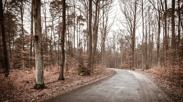 Route de campagne dans la forêt par une journée brumeuse — Photo