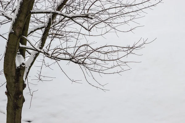 Closeup of tree branches covered with snow. — Stock Photo, Image