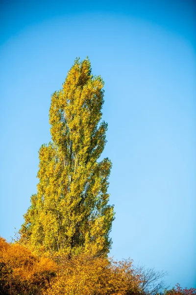 秋の青空ツリー. — ストック写真