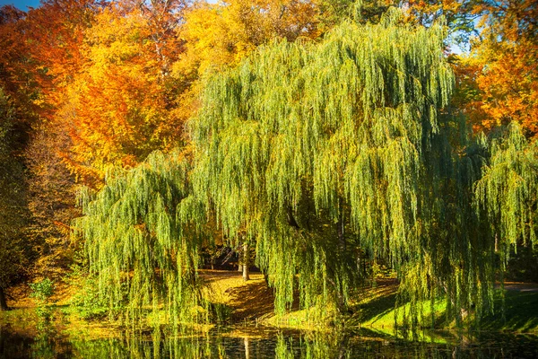 Pond with willow trees in park — Stock Photo, Image