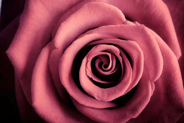 特写红色玫瑰花作为爱自然背景 — 图库照片