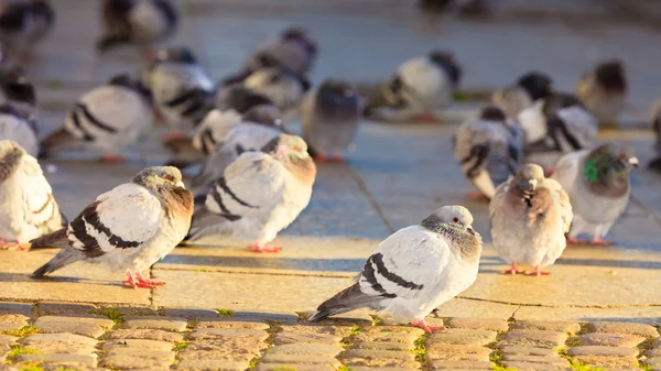 Troupeau de pigeons dans la rue de la ville — Photo