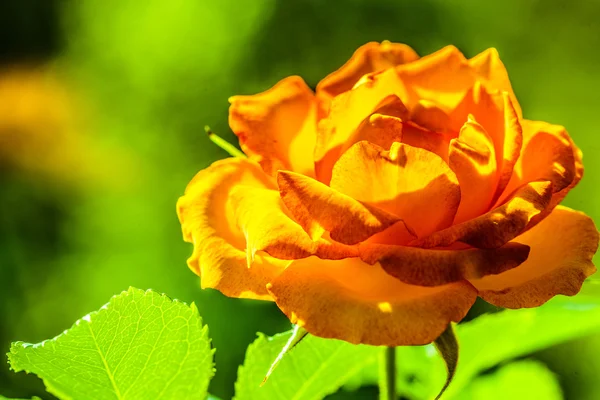 Mooie bloeiende oranje rose — Stockfoto