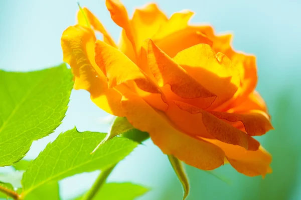 Beautiful blooming orange rose — Stock Photo, Image