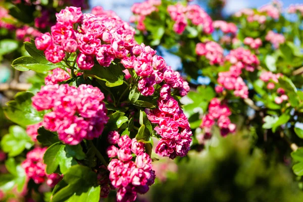 Bloosoming pink flowers of hawthorn tree — Stock Photo, Image