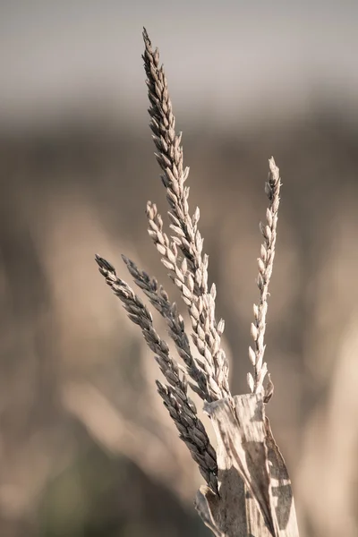 Fechar o campo de milho — Fotografia de Stock