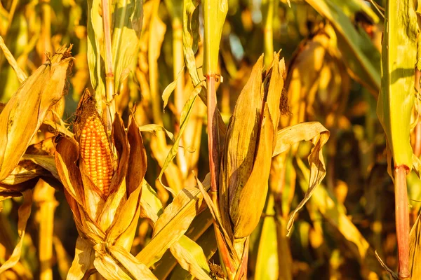 Droge maïs op de stengel in het veld — Stockfoto