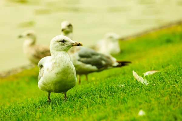 Seagul seaside bird on sea shore — 图库照片