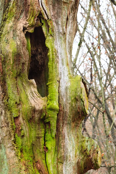 Vecchio tronco d'albero dettaglio nella foresta — Foto Stock